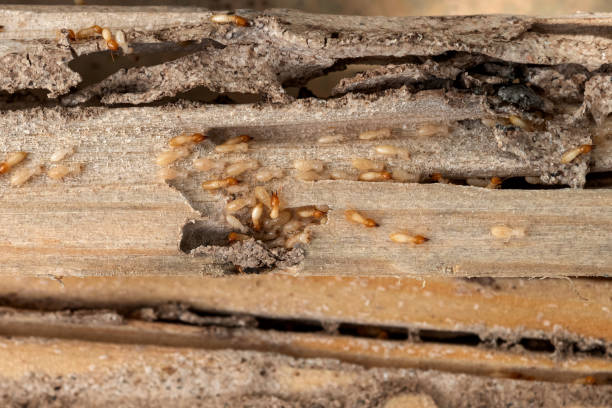 Best Pest Prevention Services  in Cool Valley, MO